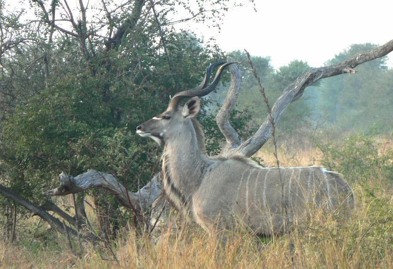 JAR 233_sroub.JPG - Tento kudu nám v klidu přešel přes silnici, aniž by ho nějak vzrušila naše přítomnost.